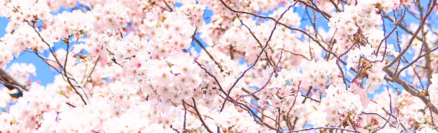 Körsbärsblommans dag 2026 i Kungsträdgården